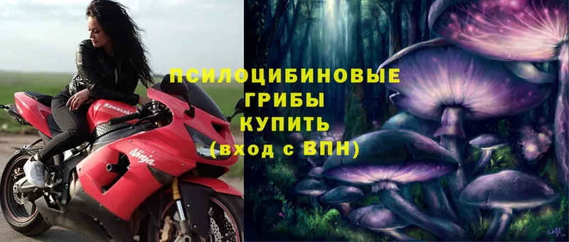 Галлюциногенные грибы Psilocybe  Ефремов 